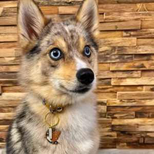 CHIEN LOUP