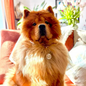 CHIEN SOLEIL