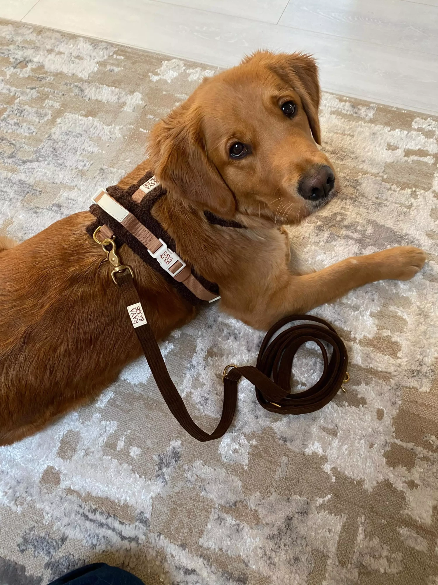 una avec son harnais Mocha noisette